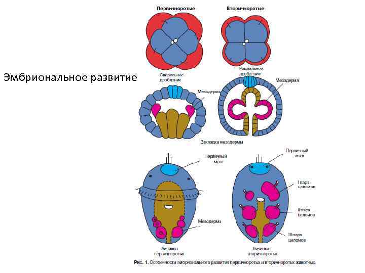 Эмбриональное развитие 