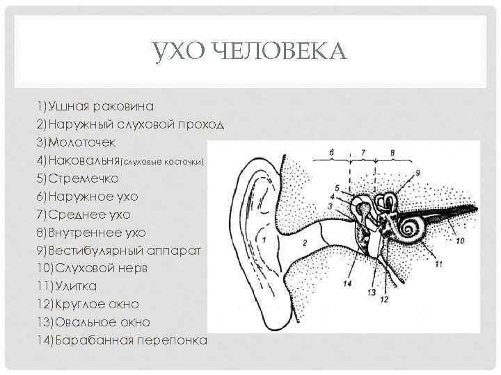УХО ЧЕЛОВЕКА 1)Ушная раковина 2)Наружный слуховой проход 3)Молоточек 4)Наковальня(слуховые косточки) 5)Стремечко 6)Наружное ухо 7)Среднее