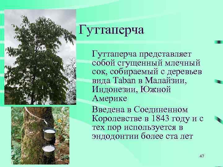 Гуттаперча представляет собой сгущенный млечный сок, собираемый с деревьев вида Taban в Малайзии, Индонезии,