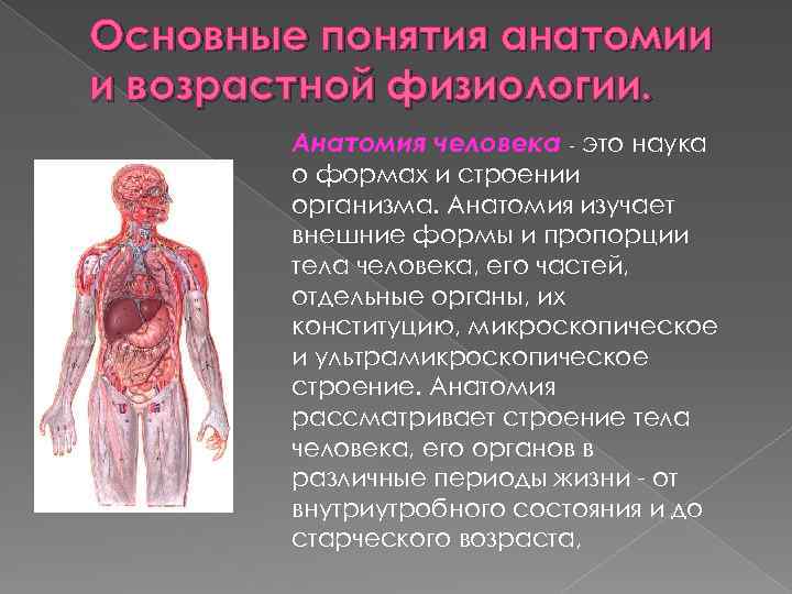 Основные понятия анатомии и возрастной физиологии. Анатомия человека - это наука о формах и