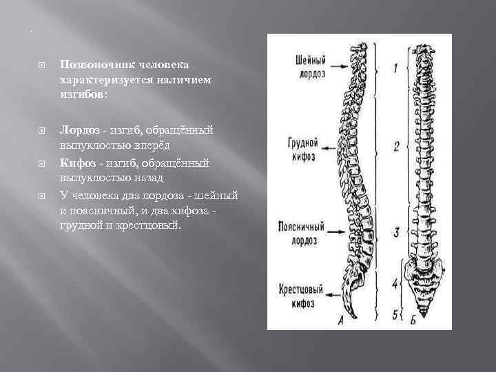 . Позвоночник человека характеризуется наличием изгибов: Лордоз - изгиб, обращённый выпуклостью вперёд Кифоз -