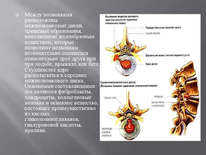  Между позвонками расположены межпозвонковые диски, хрящевые образования, наполненные желеобразным веществом, которые позволяют позвонкам