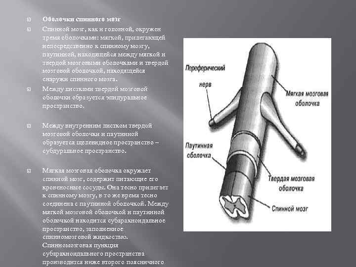  Оболочки спинного мозг Спинной мозг, как и головной, окружен тремя оболочками: мягкой, прилегающей