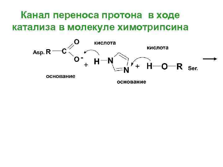 Канал переноса протона в ходе катализа в молекуле химотрипсина 
