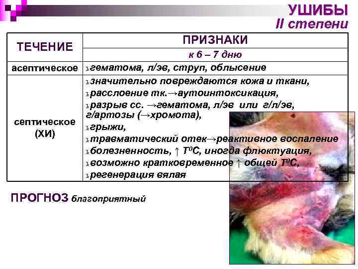 УШИБЫ II степени ТЕЧЕНИЕ ПРИЗНАКИ к 6 – 7 дню асептическое ь гематома, л/эв,