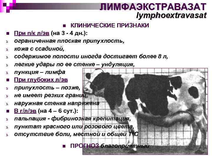 ЛИМФАЭКСТРАВАЗАТ lymphoextravasat КЛИНИЧЕСКИЕ ПРИЗНАКИ При п/к л/эв (на 3 - 4 дн. ): ограниченная