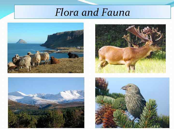 Flora and Fauna 