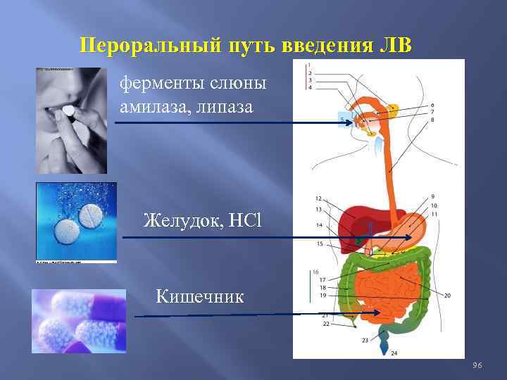 Пероральный путь введения ЛВ ферменты слюны амилаза, липаза Желудок, НСl Кишечник 96 