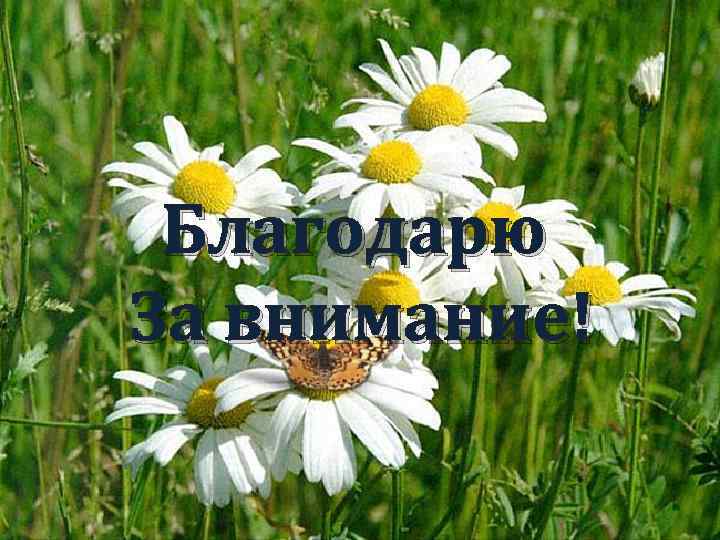 Благодарю За внимание! 