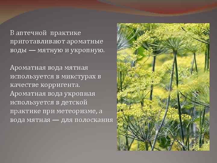 В аптечной практике приготавливают ароматные воды — мятную и укропную. Ароматная вода мятная используется