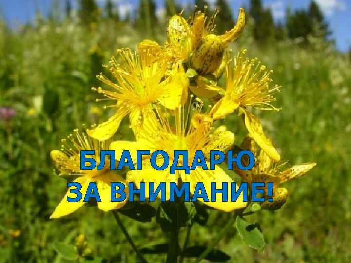 БЛАГОДАРЮ ЗА ВНИМАНИЕ! 32 