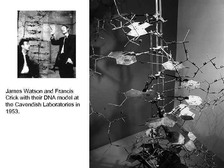 James Watson and Francis Crick with their DNA model at the Cavendish Laboratories in