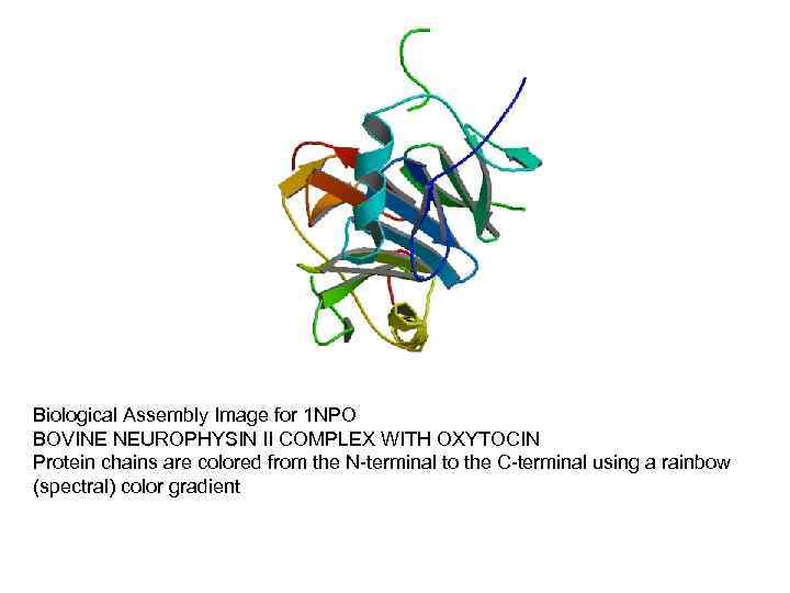 Biological Assembly Image for 1 NPO BOVINE NEUROPHYSIN II COMPLEX WITH OXYTOCIN Protein chains
