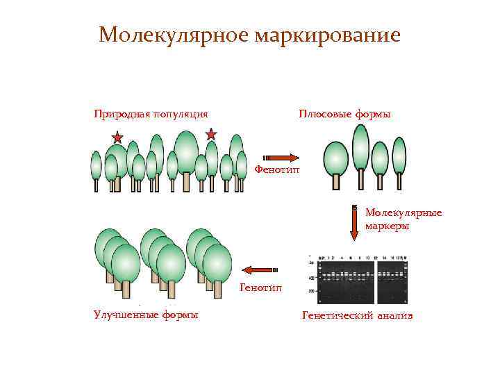 Селекция генотипов это. Молекулярные маркеры в селекции растений. Генетика и селекция. Молекулярно-генетические маркеры. ДНК маркеры в селекции.