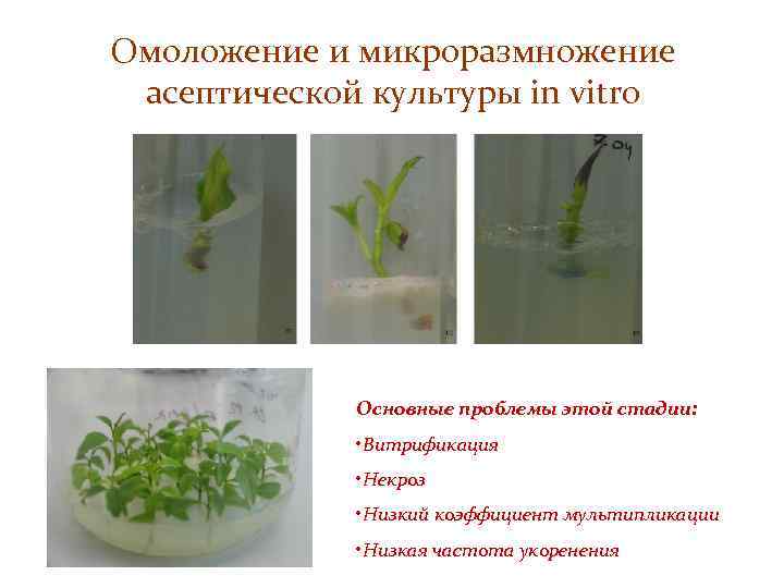 Омоложение и микроразмножение асептической культуры in vitro Основные проблемы этой стадии: • Витрификация •