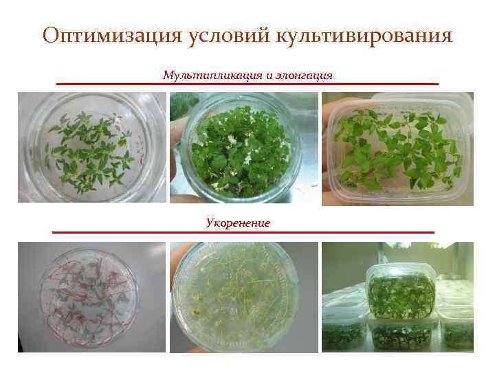 Оптимизация условий культивирования Мультипликация и элонгация Укоренение 