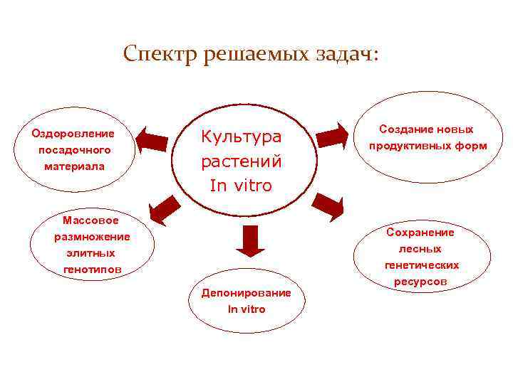 Спектр решаемых задач: Оздоровление посадочного материала Культура растений In vitro Массовое размножение элитных генотипов