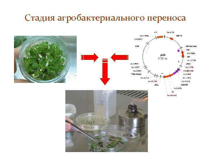 Стадия агробактериального переноса 