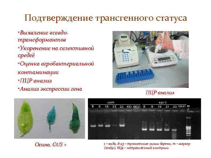Подтверждение трансгенного статуса • Выявление всевдотрансформантов • Укоренение на селективной средеё • Оценка агробактериальной