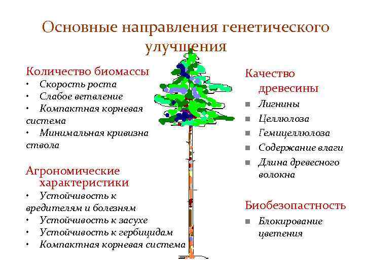 Основные направления генетического улучшения Количество биомассы • Скорость роста • Слабое ветвление • Компактная