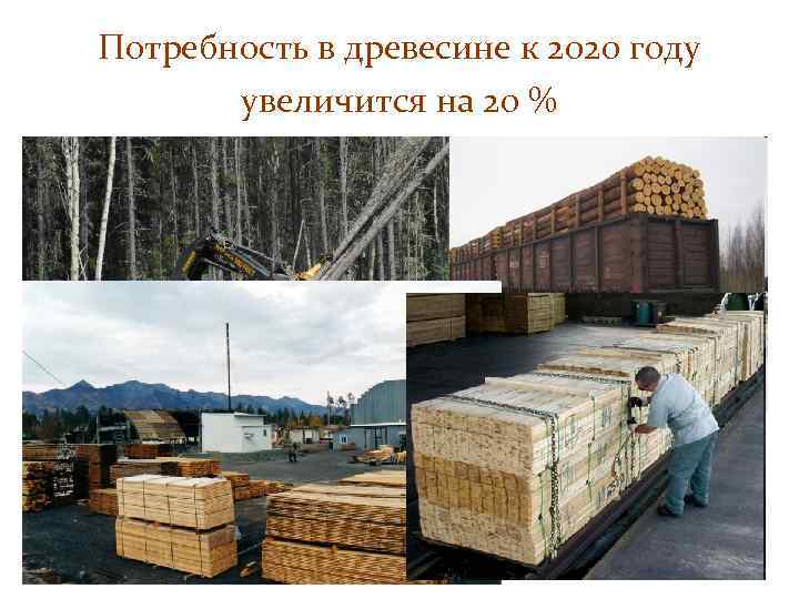 Потребность в древесине к 2020 году увеличится на 20 % 