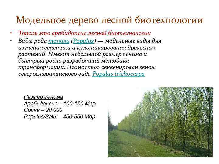 Модельное дерево лесной биотехнологии • • Тополь это арабидопсис лесной биотехнологии Виды рода тополь