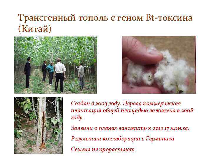 Трансгенный тополь с геном Bt-токсина (Китай) Создан в 2003 году. Первая коммерческая плантация общей