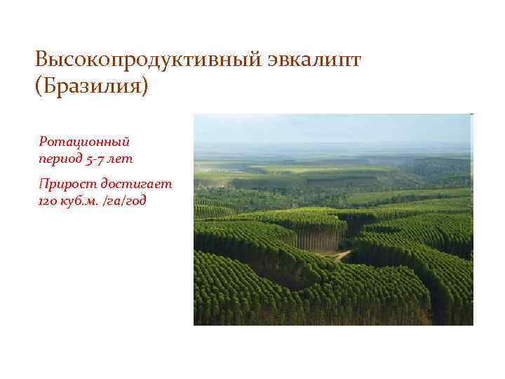 Высокопродуктивный эвкалипт (Бразилия) Ротационный период 5 -7 лет Прирост достигает 120 куб. м. /га/год