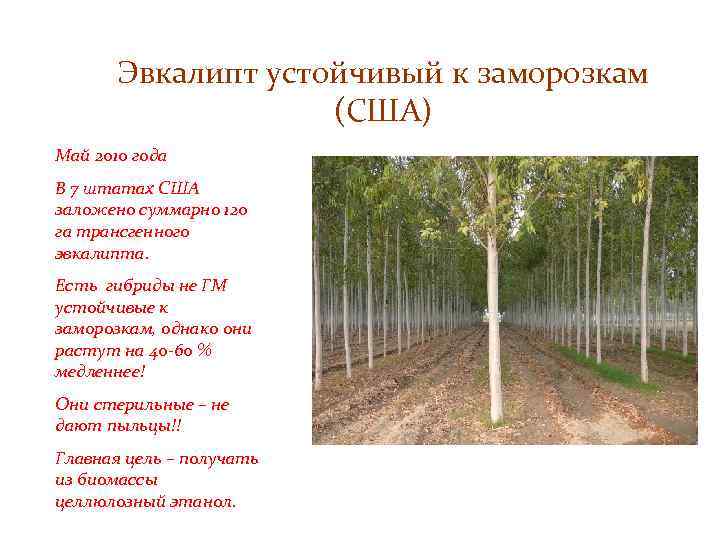Эвкалипт устойчивый к заморозкам (США) Май 2010 года В 7 штатах США заложено суммарно