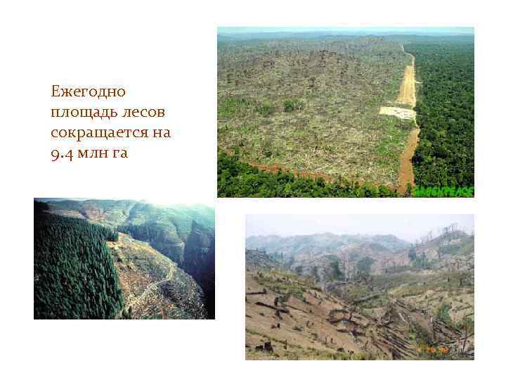Ежегодно площадь лесов сокращается на 9. 4 млн га 