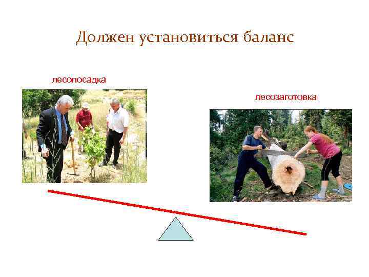 Должен установиться баланс лесопосадка лесозаготовка 