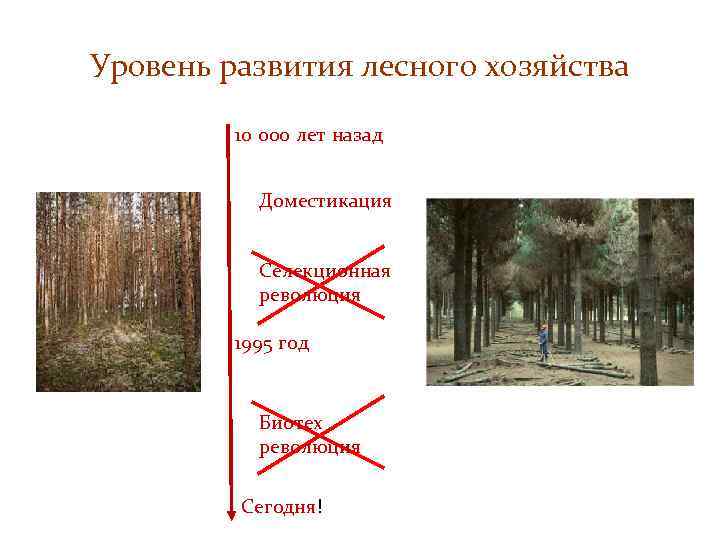 Уровень развития лесного хозяйства 10 000 лет назад Доместикация Селекционная революция 1995 год Биотех