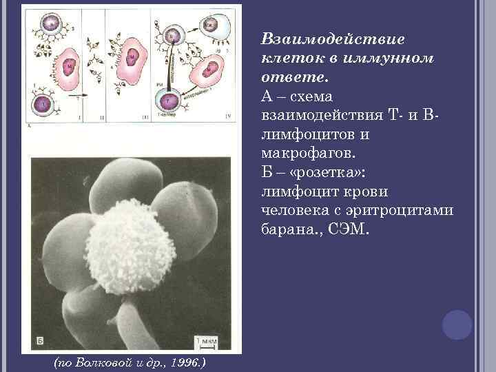 Взаимодействие клеток в иммунном ответе. А – схема взаимодействия Т- и Влимфоцитов и макрофагов.