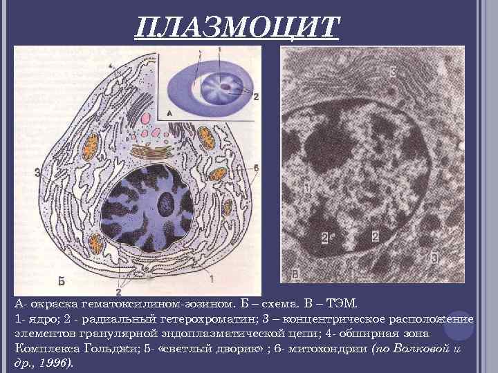 ПЛАЗМОЦИТ А- окраска гематоксилином-эозином. Б – схема. В – ТЭМ. 1 - ядро; 2