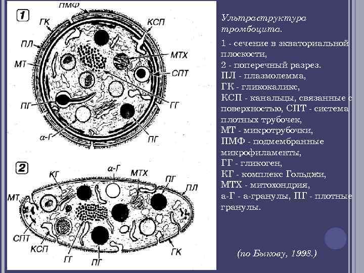 Ультраструктура тромбоцита. 1 - сечение в экваториальной плоскости, 2 - поперечный разрез. ПЛ -