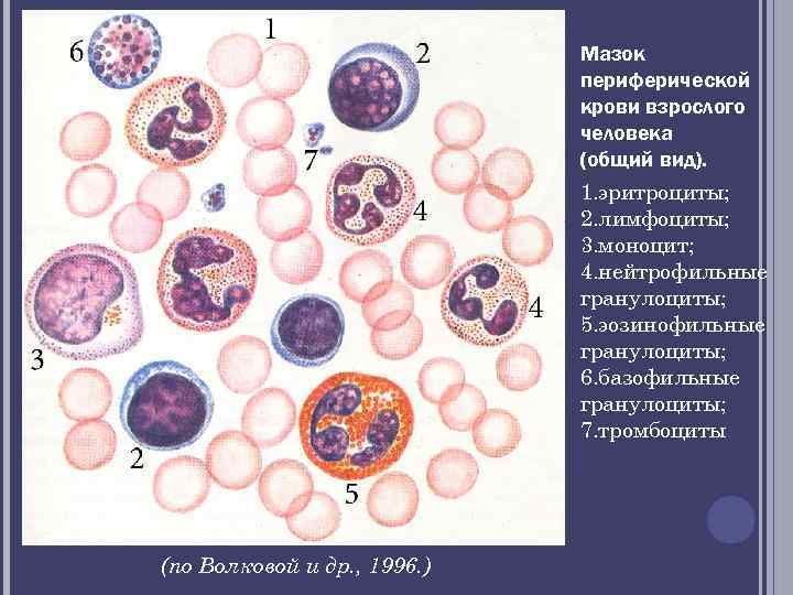 Мазок периферической крови взрослого человека (общий вид). 1. эритроциты; 2. лимфоциты; 3. моноцит; 4.