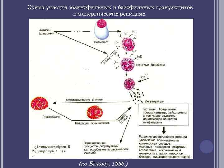 Схема участия эозинофильных и базофильных гранулоцитов в аллергических реакциях. (по Быкову, 1998. ) 