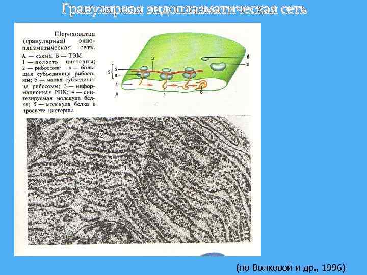 Какая структура изображена на рисунке хромосома эндоплазматическая сеть