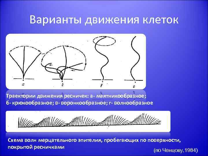 Варианты движения клеток Траектории движения ресничек: а- маятникообразное; б- крюкообразное; в- воронкообразное; г- волнообразное