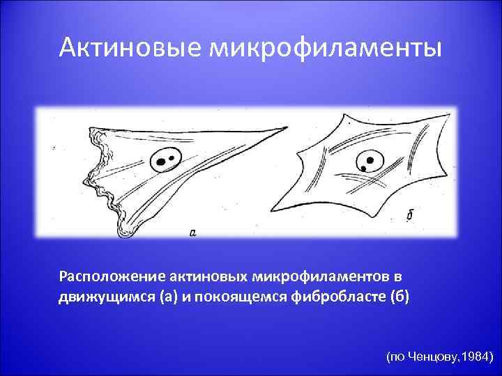 Актиновые микрофиламенты Расположение актиновых микрофиламентов в движущимся (а) и покоящемся фибробласте (б) (по Ченцову,