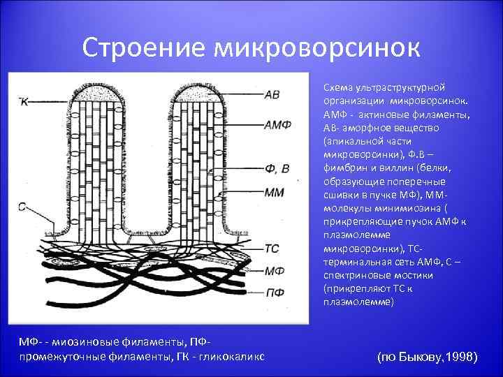 Строение микроворсинок Схема ультраструктурной организации микроворсинок. АМФ - актиновые филаменты, АВ- аморфное вещество (апикальной