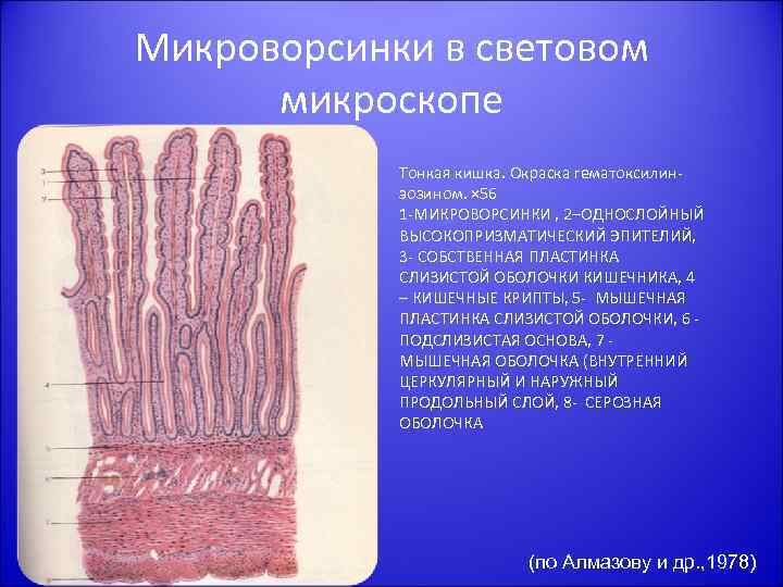 Микроворсинки в световом микроскопе Тонкая кишка. Окраска гематоксилинэозином. × 56 1 -МИКРОВОРСИНКИ , 2–ОДНОСЛОЙНЫЙ