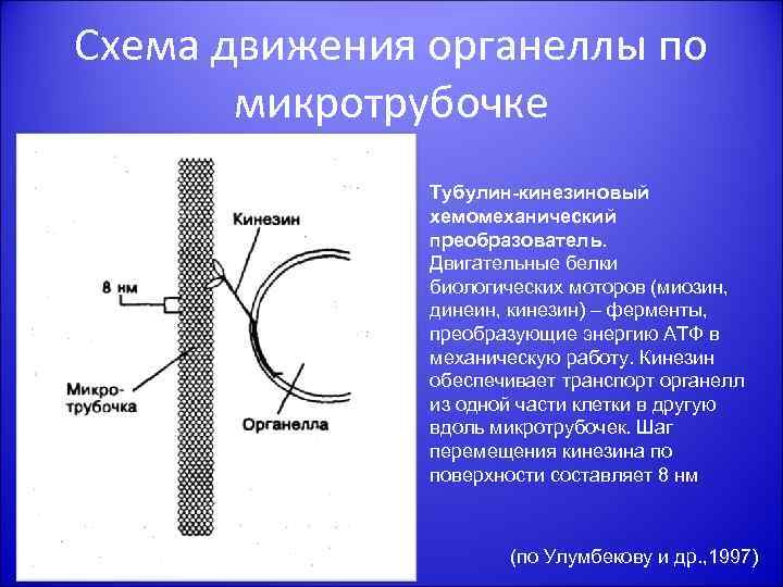 Схема движения органеллы по микротрубочке Тубулин-кинезиновый хемомеханический преобразователь. Двигательные белки биологических моторов (миозин, динеин,