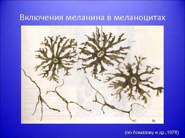 Включения меланина в меланоцитах (по Алмазову и др. , 1978) 