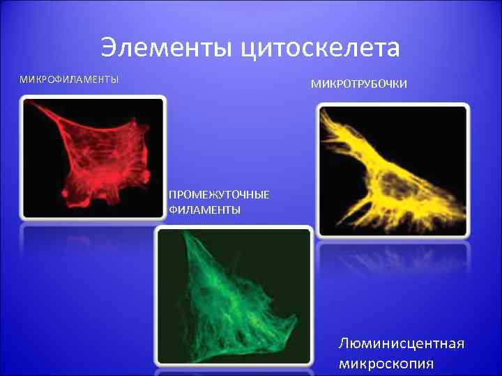 Элементы цитоскелета МИКРОФИЛАМЕНТЫ МИКРОТРУБОЧКИ ПРОМЕЖУТОЧНЫЕ ФИЛАМЕНТЫ Люминисцентная микроскопия 