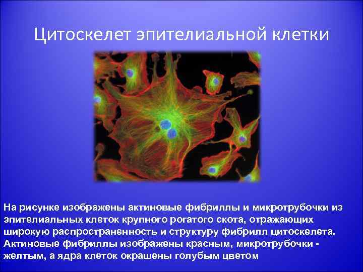 Цитоскелет эпителиальной клетки На рисунке изображены актиновые фибриллы и микротрубочки из эпителиальных клеток крупного