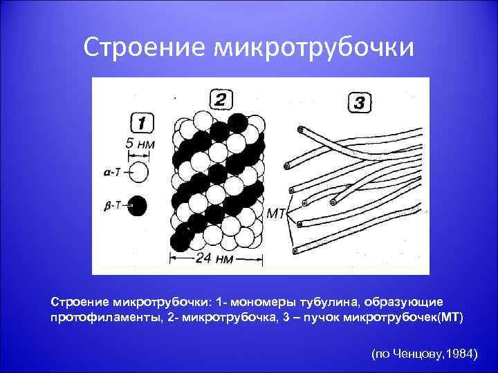 Строение микротрубочки: 1 - мономеры тубулина, образующие протофиламенты, 2 - микротрубочка, 3 – пучок