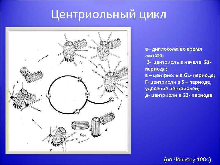 Центриольный цикл а– диплосома во время митоза; б- центриоль в начале G 1 периода;