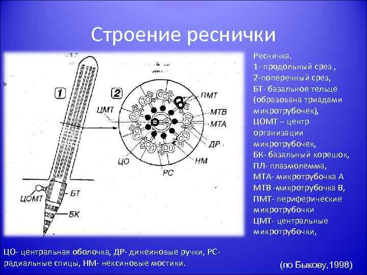 Строение реснички Ресничка. 1 - продольный срез , 2 -поперечный срез, БТ- базальное тельце