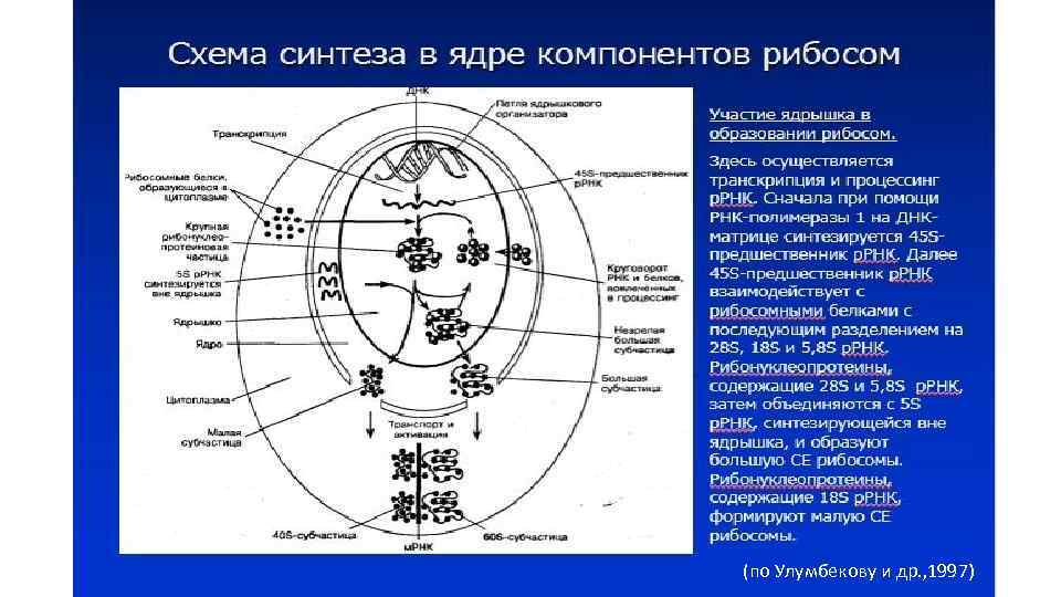 (по Улумбекову и др. , 1997) 